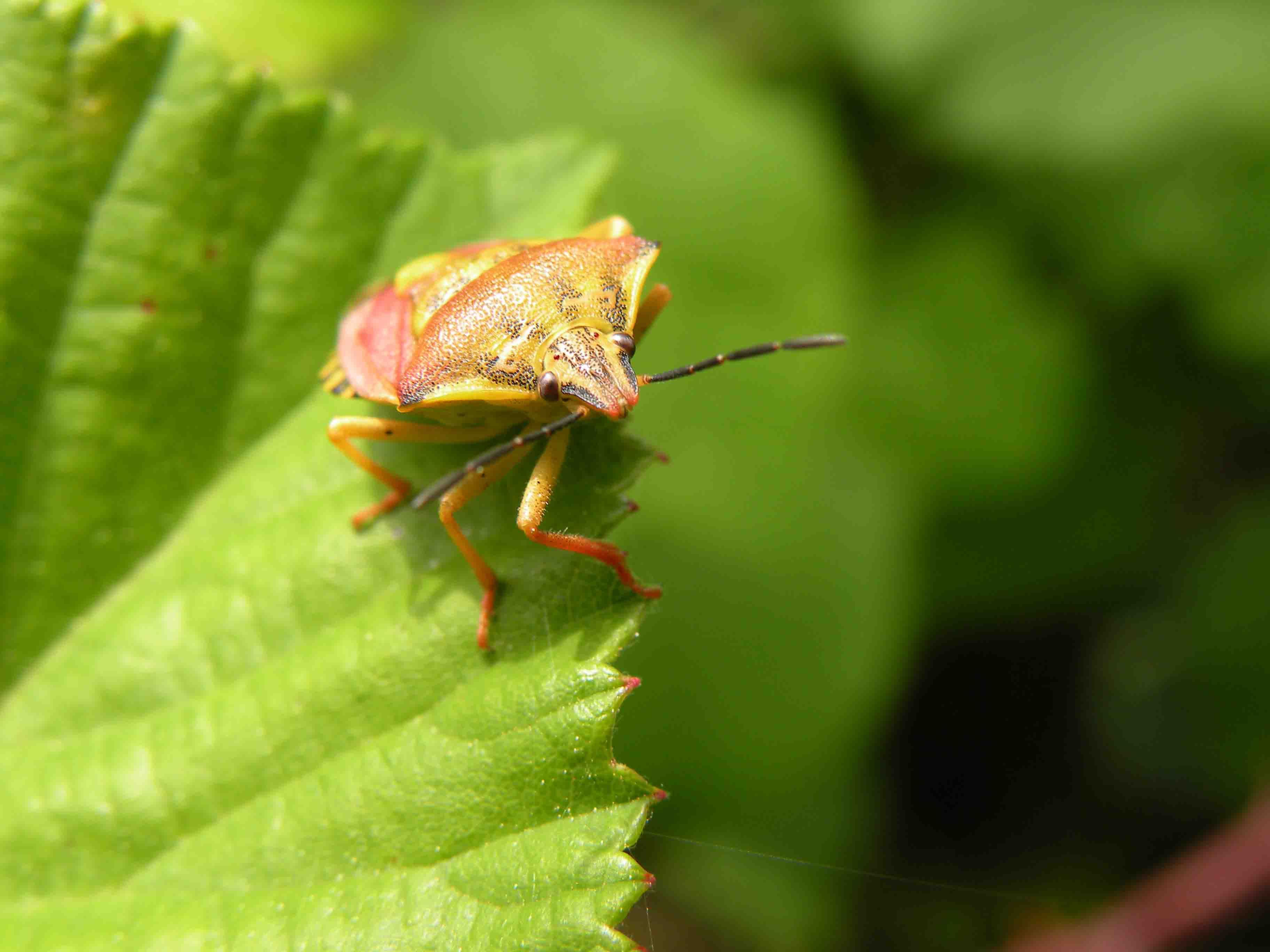 Pentatomidae: Carpocoris pudicus della Liguria occidentale